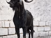 Boucs, Anatolian Black goats — photo 1