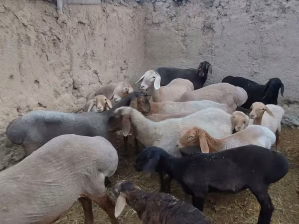 Oveja, Arashan sheep