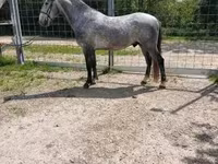 Horse (M), Lipizzaner — photo 4