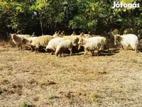 Schaf, Racka sheep — Foto 4