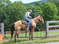 Hengst, Quarter Horse — Foto 7