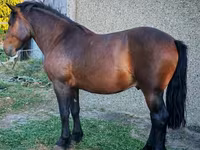 Cheval, Međimurje horse — photo 2