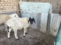 Ram, Sheep — photo 2