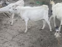 公山羊, Russian White goat — 照片 4