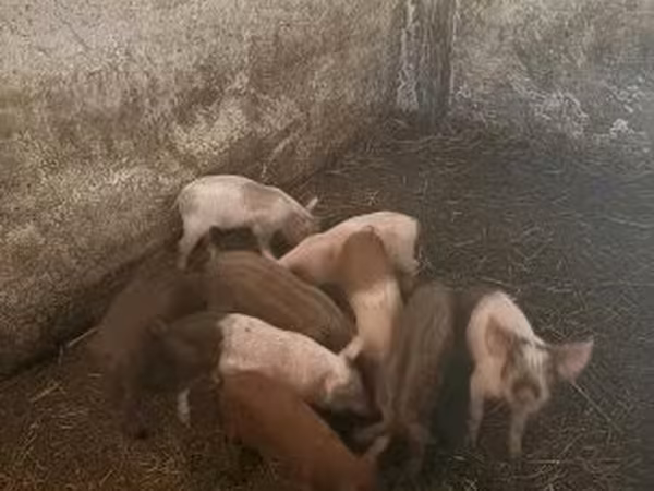 Sow, Pigs