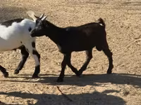 Ziege, Nigerian dwarf goats — Foto 3
