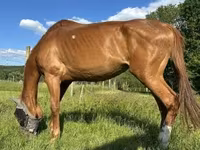 Égua, Polish pony — foto 4