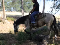 Klisna, Quarter Horse — foto 7