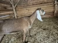 Koza, Nubian Goat — zdjęcie 2