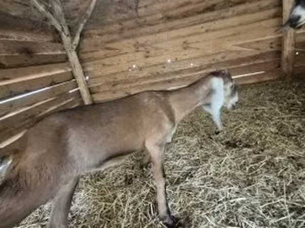 Goat, Nubian Goat