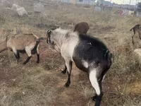 Cabro, Alpine goat — foto 3