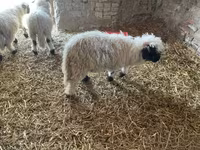मेढ़ा, Wallis Country sheep — फ़ोटो 1