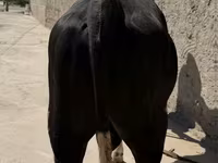 ثور, أبردين - أنغوس — الصورة 3