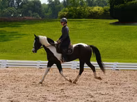 公马, Friesian — 照片 4