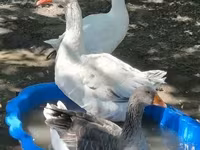Geese — Foto 2