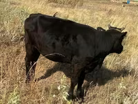 Krowa, Bydło — zdjęcie 2