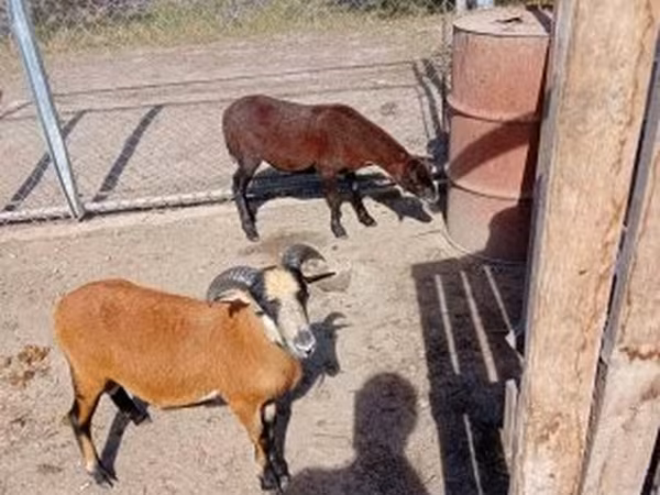 雌羊, Cameroon sheep