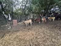 Bull, Swiss cattle — photo 2