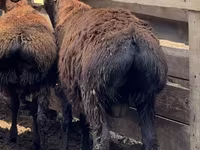मेढ़ा, Arashan sheep — फ़ोटो 3