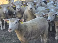 نعجة, Ile-de-France sheep — الصورة 1