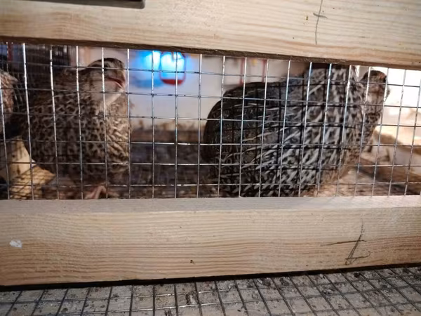 King Quail