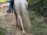 Horse (M), Kentucky mountain daddle horse — photo 2