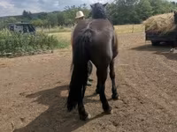 Stute, Međimurje horse — Foto 3