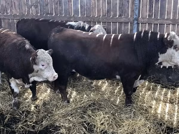 Vache, Hereford