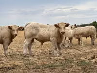 Taureau, Charolais cattle — photo 3