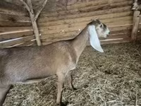 बकरी, Nubian Goat — फ़ोटो 2