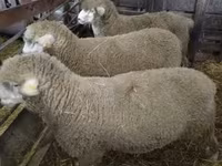 मेढ़ा, Ile-de-France sheep — फ़ोटो 2
