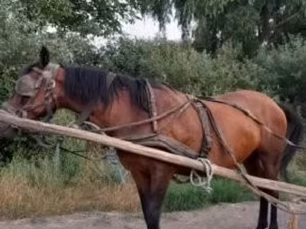 Égua, Hucul pony