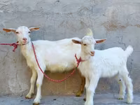 बकरी, Saanen goat — फ़ोटो 3