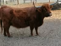 Vaca, Highland — foto 6