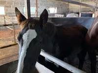 母马, Horses — 照片 4