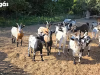 母山羊, Nigerian dwarf goats — 照片 6