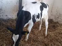 Vaca, Russian Black pied cattle — foto 1