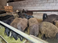 公羊, Edilbay sheep — 照片 2