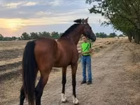 Cavalo, Cavalos — foto 2