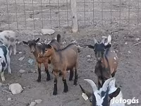 Cabro, Pomellata goat — foto 5