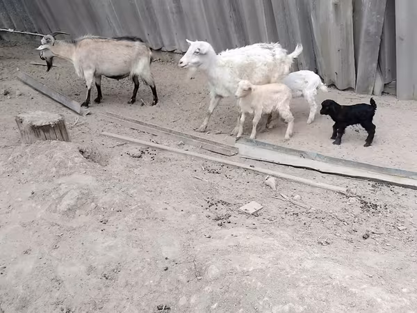 母山羊, Goats