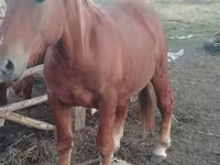 Cheval, Russian Heavy Draft — photo 6