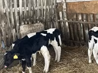 Býk, Russian Black pied cattle — foto 5