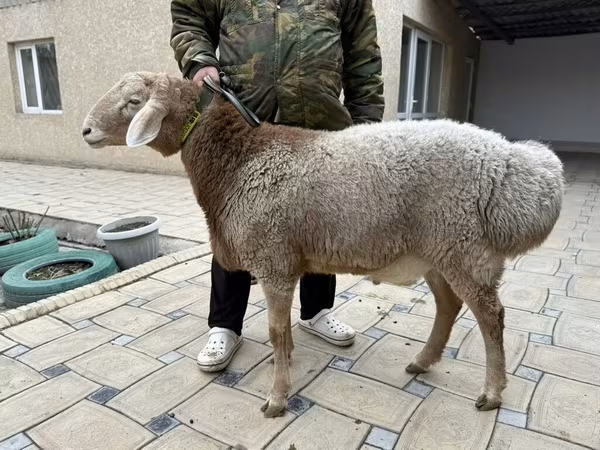 Bélier, Moutons