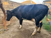 母牛, Red-spotted breed — 照片 2