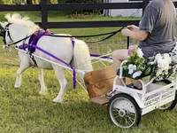 公马, Miniature horse — 照片 2