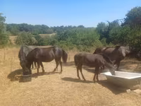 Yegua, Hucul pony — foto 2