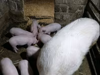 नर सूअर, Ландрас — फ़ोटो 1