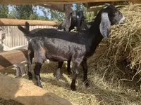 बकरा, Saanen goat — फ़ोटो 6