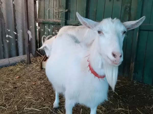 बकरी, Saanen goat